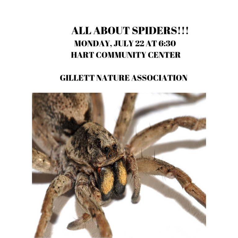 ALLABOUTSPIDERS.png