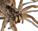 Gillette Nature Association- SPIDERS!!! Gillette Nature Association- SPIDERS!!!