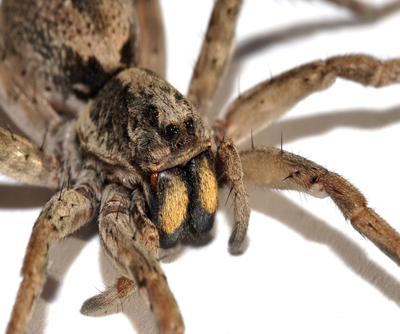 Gillette Nature Association- SPIDERS!!! Gillette Nature Association- SPIDERS!!!